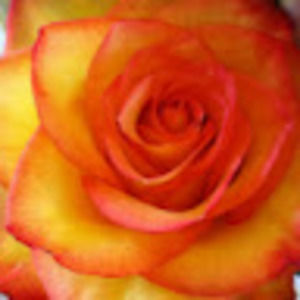 Meet your Posher, Patty